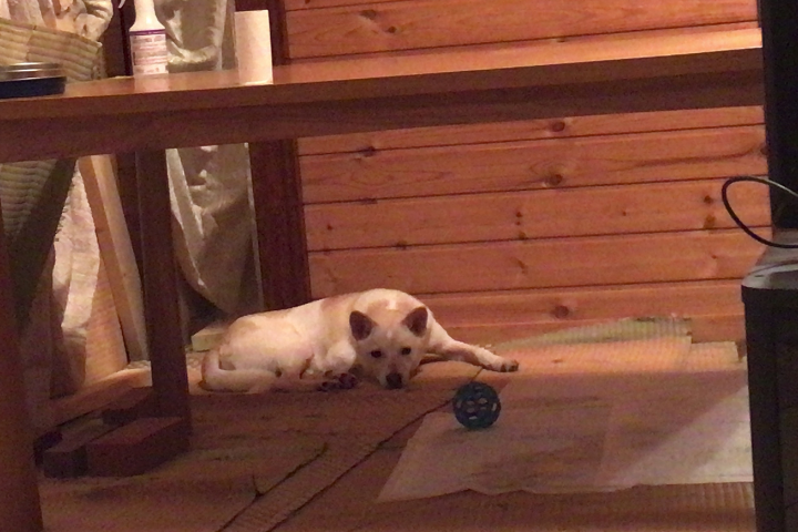 お散歩に行けるようになるまでのぽっちゃん