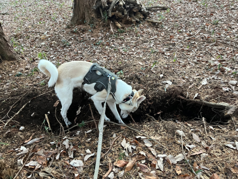 穴掘りの様子