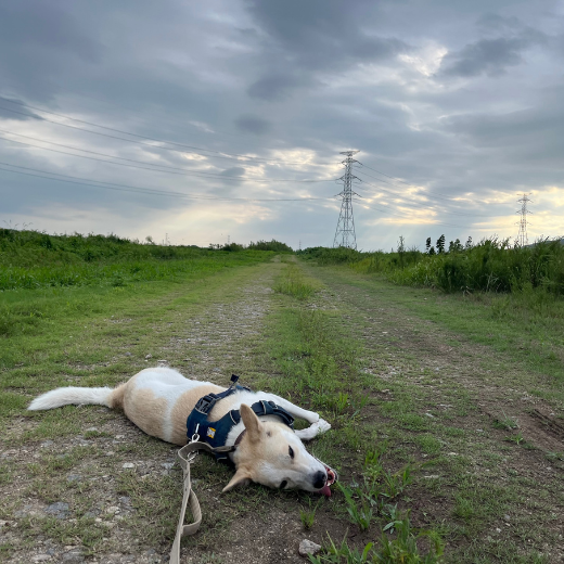 寝転んでいる様子